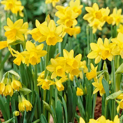 Produktbild von Bloomique - 25er-Mix - Narzisse Tete a Tete - kleine Narzisse - Blumenzwiebeln - Frühlingsblüte - mehrjährige Pflanzen - wird 15-20 cm groß