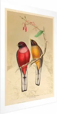 Produktbild von Posterpapier Poster - Birds on a Branch 60x90 cm Tiere g-C-0136-ao-a