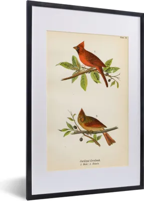 Produktbild von MuchoWow® MuchoWow® Gerahmtes Poster Antiker Vogeldruck Vögel 40x60 cm - Poster mit zchwarzem Bilderrahmen - Poster in Rahmen