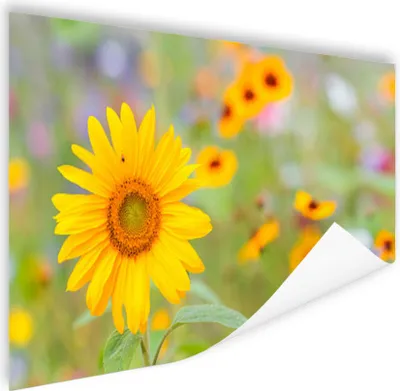 Produktbild von MuchoWow® Poster Blumen - Sonnenblume - Gelb 180x120 cm - Fotoplakat