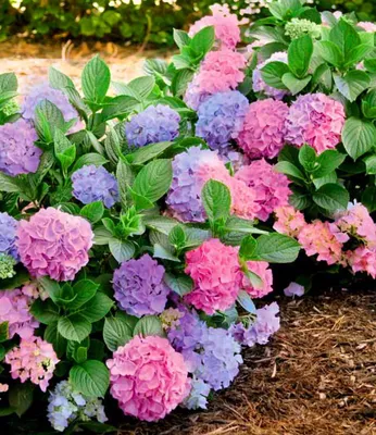 Produktbild von BALDUR Garten Winterharte Freiland-Hortensie L.A. Dreamin®,1 Pflanze, blüht blau, rosa und dazwischen, multicolor-effekt, für Beet und Kübel, winterhart, mehrjährig