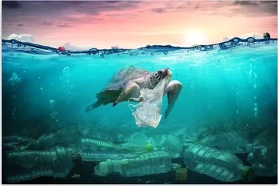 Produktbild von MuchoWow® Poster Schildkröte - Meer - Sonne 180x120 cm - Fotoplakat