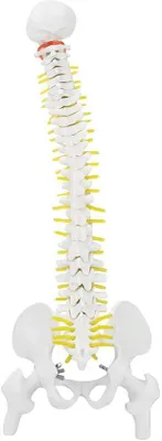 Productafbeelding van Anatomisch model van de wervelkolom, 45 cm, flexibel en demontabel, ideaal voor skeletstudies en onderwijs.