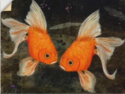 Produktbild von ARTland Wandbild, selbstklebend Turtelfische Größe: 80x60 cm