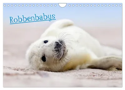 Produktbild von Robbenbabys (Wandkalender 2027 DIN A4 quer), CALVENDO Monatskalender