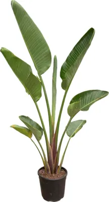 Zdjęcie produktu dla Trendyplants - Strelitzia Augusta - Kwiat rajskiego ptaka - Roślina domowa - Wysokość 170-190 cm - Rozmiar doniczki Ø30 cm