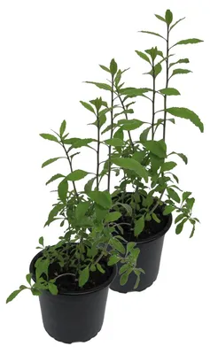 Produktbild von Enseleits 2er Set Goji Beere (Lycium barbarum)