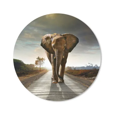 Produktbild von MuchoWow® Mauspad Mousepad Elefant - Straße - Tiere - Sonnenuntergang - Landschaft 20x20 cm - Mousepads - Maus Mat - Pad - Mausunterlage - Schreibtischmatte