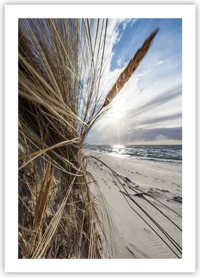Produktbild von Poster - Poster ohne Rahmen - Küste Perspektive Gras - 50x70 cm - Wand Bild - Wanddeko - Wandbilder - Kunstposter - Wandposter - Bilder - Kunstdruck - Wanddekoration - Wandbild - P2XPA50x70-4526