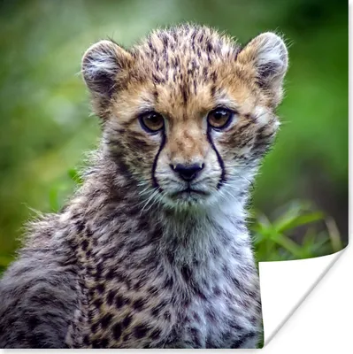 Produktbild von MuchoWow® Poster Porträt eines Geparden 50x50 cm - Wohnzimmerdekoration