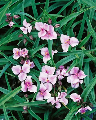 Zdjęcie produktu dla Tradescantia x andersoniana 'Bilberry Ice', ok. 9x9 cm Topf, buntlaubig
