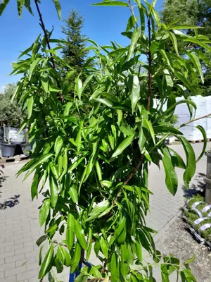 Produktbild von Mandelbaum Prunus dulcis 'Avijor' 160–200 cm, winterhart, selbstfruchtbar, Mandelbaum für Garten & Terrasse, im Topf