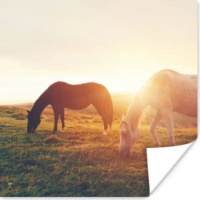 Produktbild von MuchoWow® Poster Pferde - Sonne - Tiere 75x75 cm - Wand Dekoration