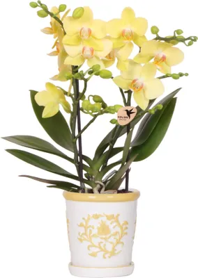 Obrázek produktu pro Žlutá orchidej Albenga + dekorativní květináč Malaga, žlutý, Ø 9 cm – veselá pokojová rostlina jako dekorace