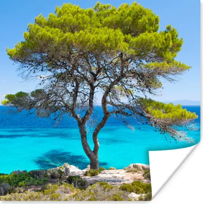 Produktbild von MuchoWow® Poster Baum - Meer - Tropisch - Sommer 100x100 cm - Babyzimmer