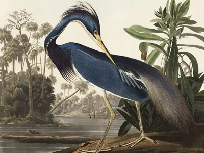 Zdjęcie produktu dla Plakat 40x30cm Czapla z Luizjany, J.J. Audubon Vintage do Salonu