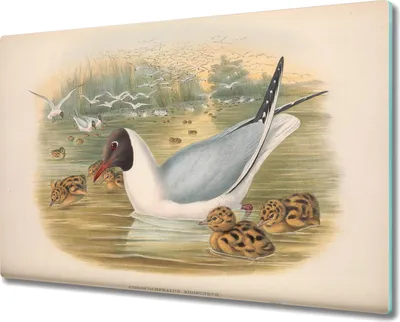 Produktbild von Coloray Hackbrett Kochplattenabdeckung Herdabdeckplatte 80x52 cm Schneidebrett Küchenbrett - Vögel Tiere
