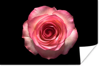 Produktbild von MuchoWow® Poster Rosen - Rosa - Schwarz 30x20 cm - Plakate - Print