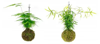 Produktbild von Gardners Set: Kokedama mit Spargel (L)