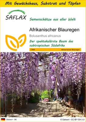 Produktbild von SAFLAX Anzucht Set - Afrikanischer Blauregen - Bolusanthus africanus - 15 Samen - Mit Mini-Gewächshaus, Anzuchtsubstrat und 2 Töpfen