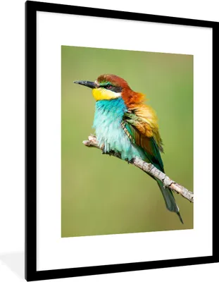 Produktbild von MuchoWow® Gerahmtes Poster Vogel - Tiere - Bienenfresser 60x80 cm - Poster mit Schwarzem Bilderrahmen Wandposter Rahmen Foto Bilder - Wohnzimmer - Dekorationen - Prämie