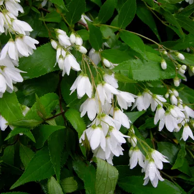 Image de 2 x  Deutzia gracilis « Nikko »  | 25-30 cm en pot