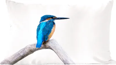 Produktbild von MuchoWow® Zierkissen Sofakissen Wohnzimmer Dekokissen 50x30 cm Eisvogel - Zweig - Schnabel - Wohnzimmerdekoration - Polster mit Photo