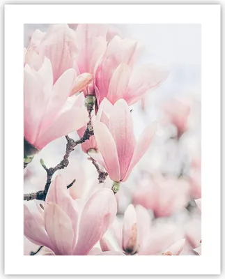 Produktbild von Poster - Poster ohne Rahmen - Magnolie Blumen Rosa - 40x50 cm - Wand Bild - Wanddeko - Wandbilder - Kunstposter - Wandposter - Bilder - Kunstdruck - Wanddekoration - Wandbild - P2XPA40x50-4396