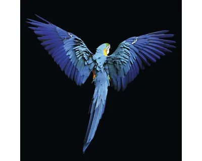 Produktbild von Giclée Leinwandbild Blue Parrot 80x80 cm