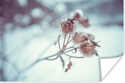 Produktbild von MuchoWow® Poster Pflanzen - Winter - Schnee - Natur 120x80 cm - Bilder