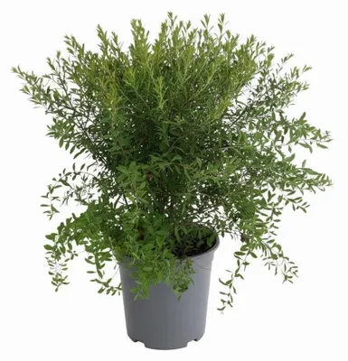 Produktbild von Brautspiere 40-60 cm, im Topf - Spiraea arguta