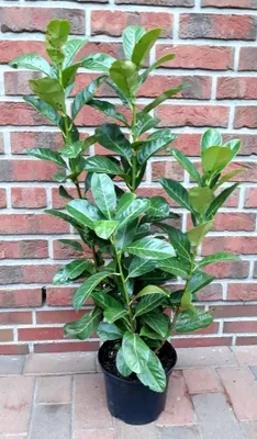 Produktbild von Kirschlorbeer-Pflanze, Höhe: 90-100 cm, großblättrig, Prunus Rotundifolia, , Heckenpflanze,  im Topf gewachsen!