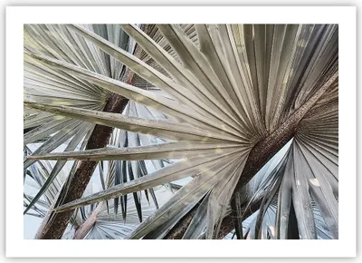 Produktbild von Poster - Poster ohne Rahmen - Blatt Palme Natur - 70x50 cm - Wand Bild - Wanddeko - Wandbilder - Kunstposter - Wandposter - Bilder - Kunstdruck - Wanddekoration - Wandbild - P2XAA70x50-5056