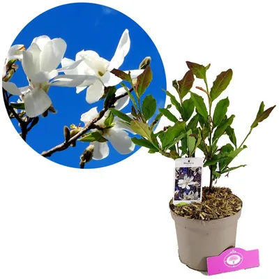 Produktbild von Magnolia stellata, Sternmagnolie, 2-Liter-Topf
