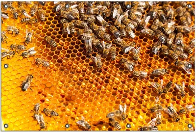 Produktbild von Wallario Outdoor-Poster für Garten oder Balkon, Motiv Honigwaben mit Bienen, in ca. 80 x 120 cm