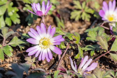 Produktbild von Anemone blanda 'Charmer', Balkan-Windröschen, rosa, ca. 9x9 cm Topf