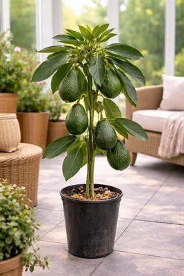 Image de Avocatier « Bacon » 120–160 cm en pot – Avocatier pour balcon, terrasse ou intérieur, plante en pot résistante au froid, arbre fruitier
