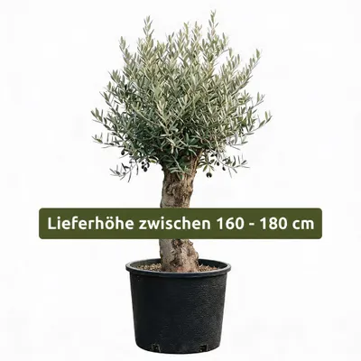Produktbild von Olivenbaum Olea Europaea, ca. 20- 30 Jahre Alt, Höhe ca. 180 cm, KI-generiertes Bild
