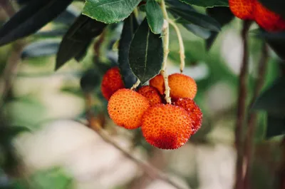 Immagine prodotto di 3 pezzi Corbezzolo di circa 30 cm Arbutus unedo - cespuglio di fragole - fioritura invernale e arbusto mediterraneo