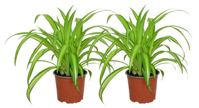 Produktbild von Zynesflora 2 Stück Chlorophytum Grünlilie im Ø 12 cm Pflanzentopf - Höhe: 25 - 30 cm - Echte Zimmerpflanze Grünpflanze Ampelpflanze Pflegeleicht