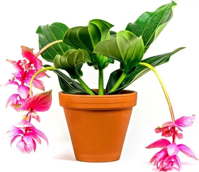 Zdjęcie produktu dla Gardners Medinilla, średnica 14 cm