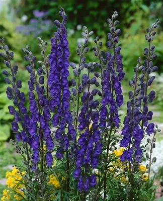 Produktbild von Aconitum napellus 'Newry Blue', Eisenhut, blau, ca. 11x11 cm Topf