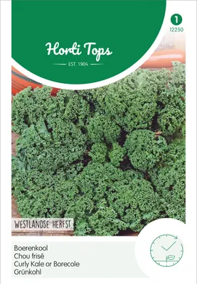 Produktbild von Grünkohl Westländer Halbhoher | Grünkohlsamen von Hortitops