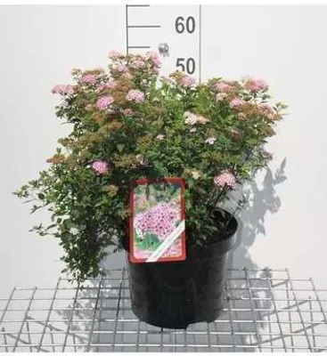 Produktbild von Spiraea jap. 'Little Princess' - Brautspiere 40- 50 cm - Container