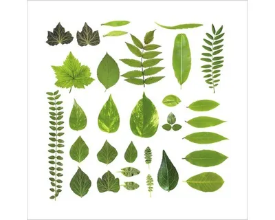 Produktbild von Glasbild Different Leaves 50x50 cm