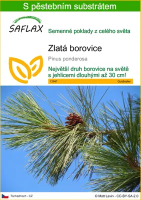 Obrázek produktu pro SAFLAX - zlatá borovice - Pinus ponderosa - 20 Semena - S pěstebním substrátem bez klíčků