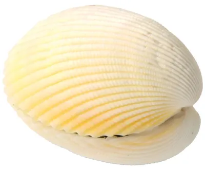 Produktbild von EDUPLAY 130268 Wundermuschel ca. 4,5 cm unter Wasser entfaltet sich eine echte Meereskoralle 10-15 cm (Farbe zufällig, 1 Stück)