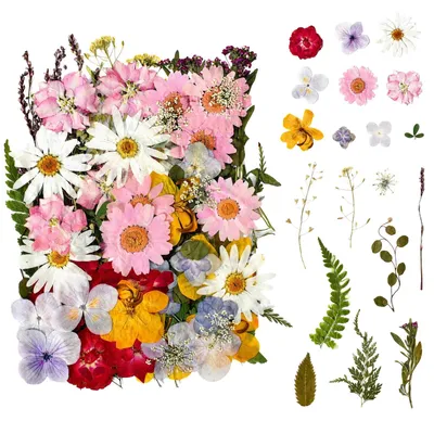 85 echte getrocknete Blumen & Blätter, bunt, für DIY-Basteln