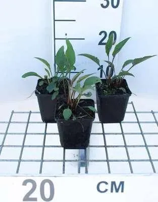 Obrázek produktu pro 6 x Echinacea purp. 'Pica Bella' - třapatka - květináč 9 x 9 cm