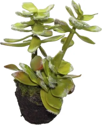 Produktbild von Echeveria Sukkulente künstlich Kunstpflanze Kunstblume ca.14cm Hauswurz